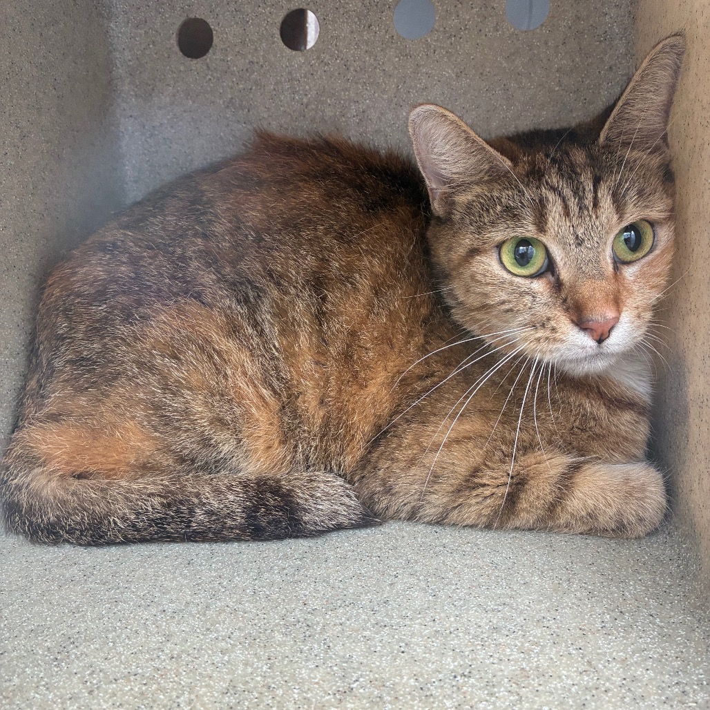 Shelter Stray Female Cat last seen , Animal Care & Control Team of Philly, 111 W Hunting Park Ave, Philadelphia, PA 19140, USA