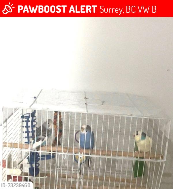 Lost Female Bird last seen Near 122 street, Surrey, BC V3W 1B4