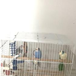 Lost Female Bird last seen Near 122 street, Surrey, BC V3W 1B4