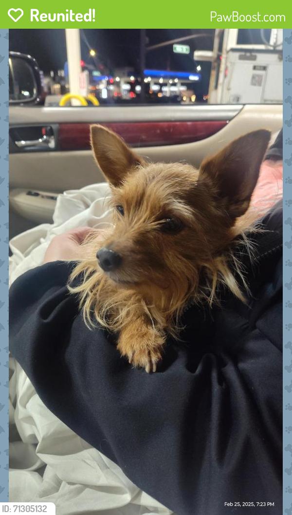 Reunited Female Dog last seen Pepper tree, Antioch, CA 94509