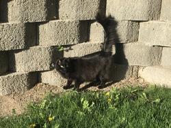 Lost Male Cat last seen Cynthia Way and Springhill Geological Park, North Salt Lake, UT 84054