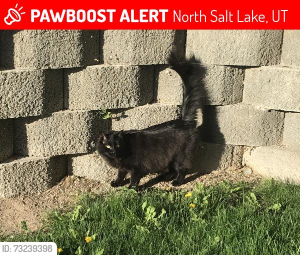 Lost Male Cat last seen Cynthia Way and Springhill Geological Park, North Salt Lake, UT 84054