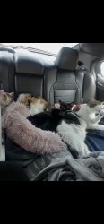 Lost Male Cat last seen deerwood rotary children’s park, Jacksonville, FL 32256