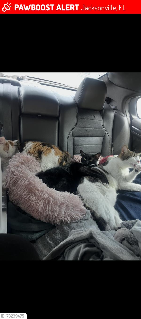 Lost Male Cat last seen deerwood rotary children’s park, Jacksonville, FL 32256
