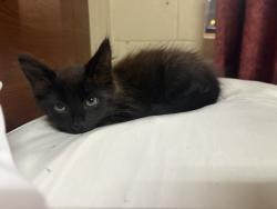 Lost Male Cat last seen Parking lot of planet fitness, Mooresville, NC 28117