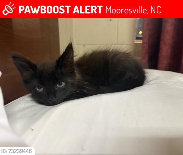 Lost Male Cat last seen Parking lot of planet fitness, Mooresville, NC 28117