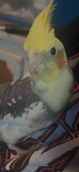 Lost Male Bird last seen Long Lane Road, Maxatawny, PA 19562
