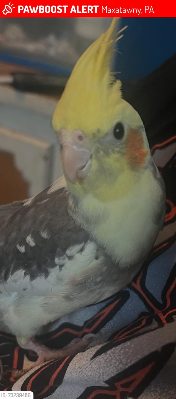 Lost Male Bird last seen Long Lane Road, Maxatawny, PA 19562