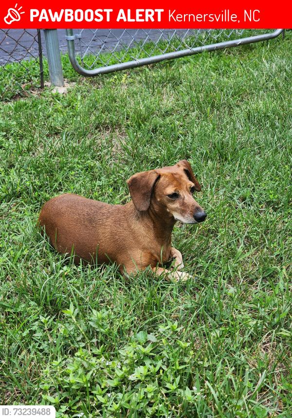 Lost Male Dog last seen Hopkins Road, Kernersville, NC 27284