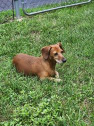 Lost Male Dog last seen Hopkins Road, Kernersville, NC 27284