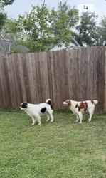 Reunited Male Dog last seen Near Sagemeadow Ln, Houston, TX 77089, USA, Houston, TX 77089
