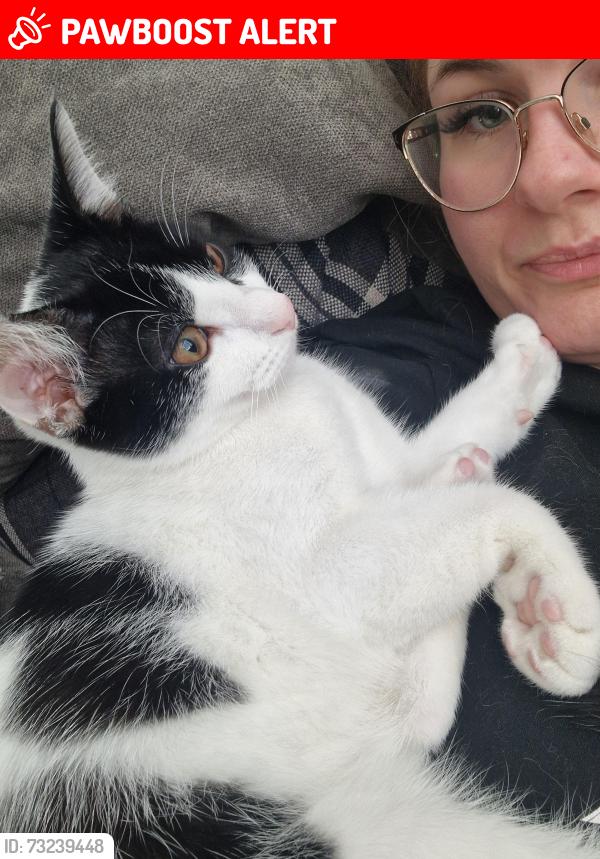 Lost Male Cat last seen Castle Mews, North Northamptonshire, England NN8 1LS