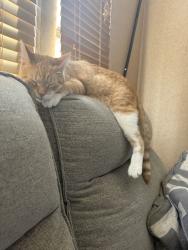 Lost Male Cat last seen Near Fallbrook way Lodi ca 95240, Lodi, CA 95240