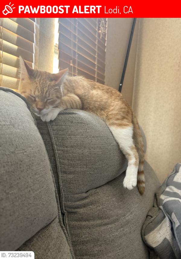 Lost Male Cat last seen Near Fallbrook way Lodi ca 95240, Lodi, CA 95240