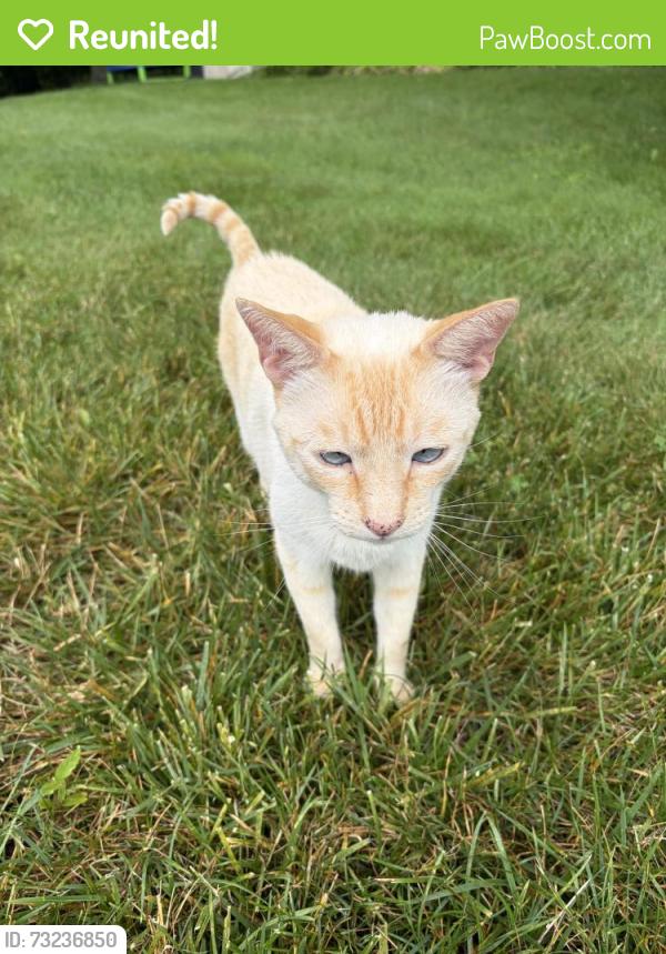 Reunited Unknown Cat last seen Phillips Road, Webster, NY 14580