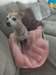 Lost Female Dog last seen Pecos and Flamingo, Las Vegas, NV 89121