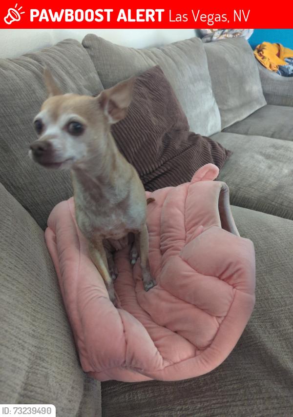 Lost Female Dog last seen Pecos and Flamingo, Las Vegas, NV 89121