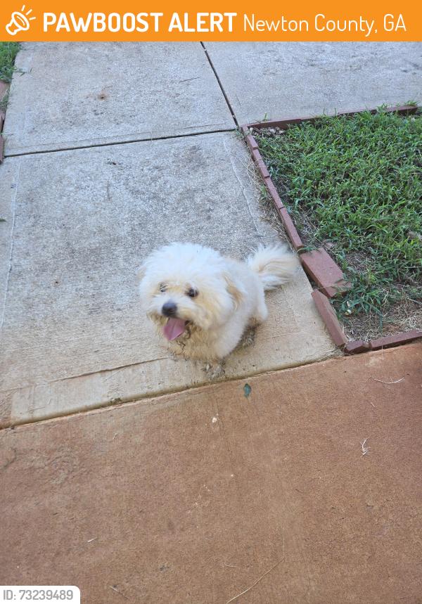 Found/Stray Male Dog last seen Shenandoah ests, Newton County, GA 30016