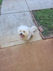 Found/Stray Male Dog last seen Shenandoah ests, Newton County, GA 30016