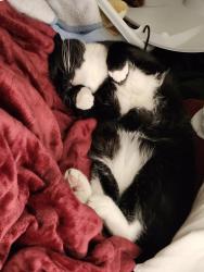 Lost Male Cat last seen Perdue and Palmer, Bristol, PA 19007