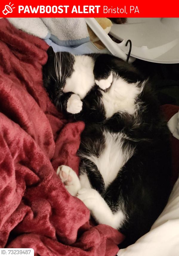 Lost Male Cat last seen Perdue and Palmer, Bristol, PA 19007