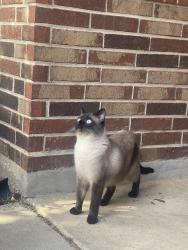Reunited Male Cat last seen Bess Race Elementary, Crowley, TX 76036