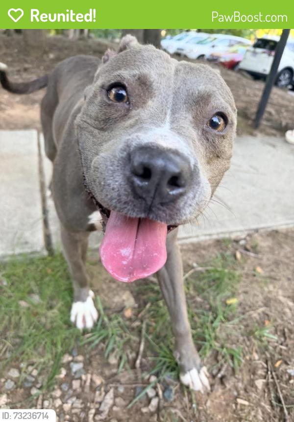 Reunited Female Dog last seen University drive, Durham, NC 27707