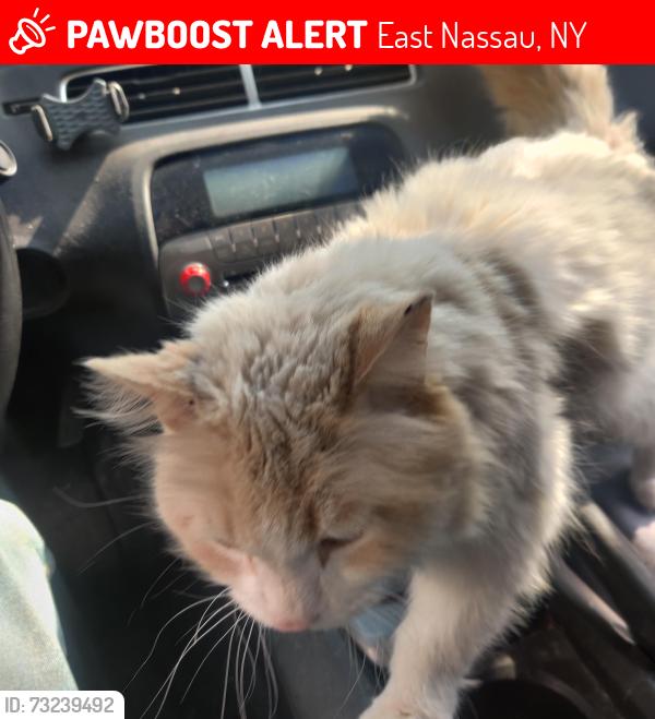 Lost Male Cat last seen Near Lion lake, East Nassau, NY 12062