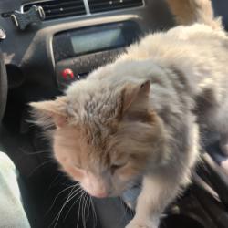 Lost Male Cat last seen Near Lion lake, East Nassau, NY 12062