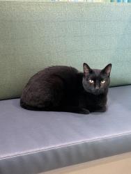 Lost Male Cat last seen 59th and Gardenia Avenue, Glendale, AZ 85301