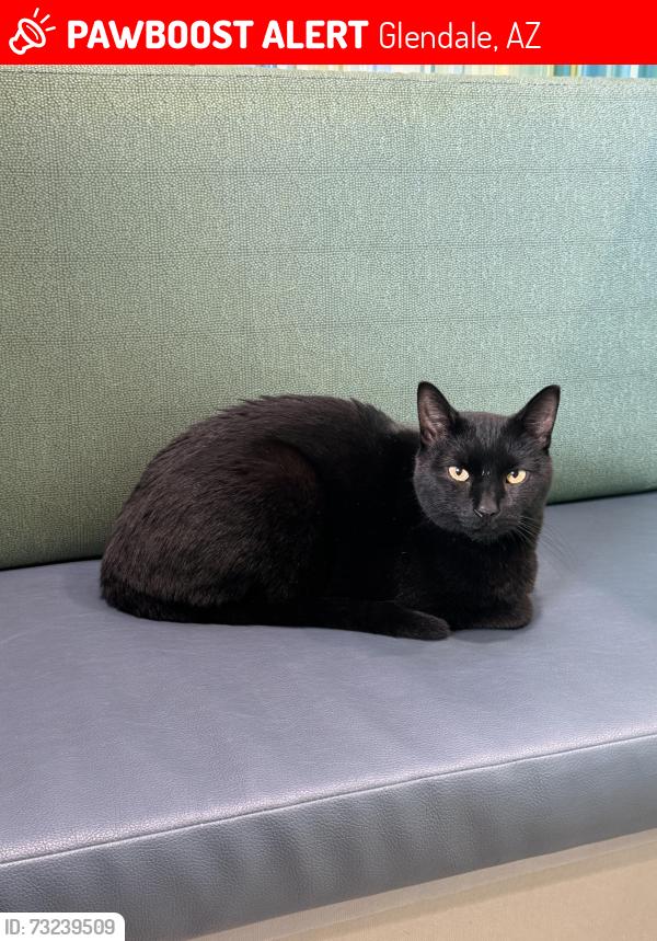 Lost Male Cat last seen 59th and Gardenia Avenue, Glendale, AZ 85301