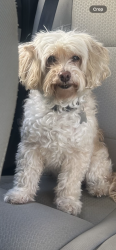 Reunited Female Dog last seen El Sereno - Eastern and Converse, Los Angeles, CA 90032