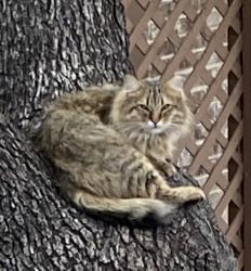 Lost Male Cat last seen Near Wurzbach Rd, San Antonio, TX 78230, San Antonio, TX 78230