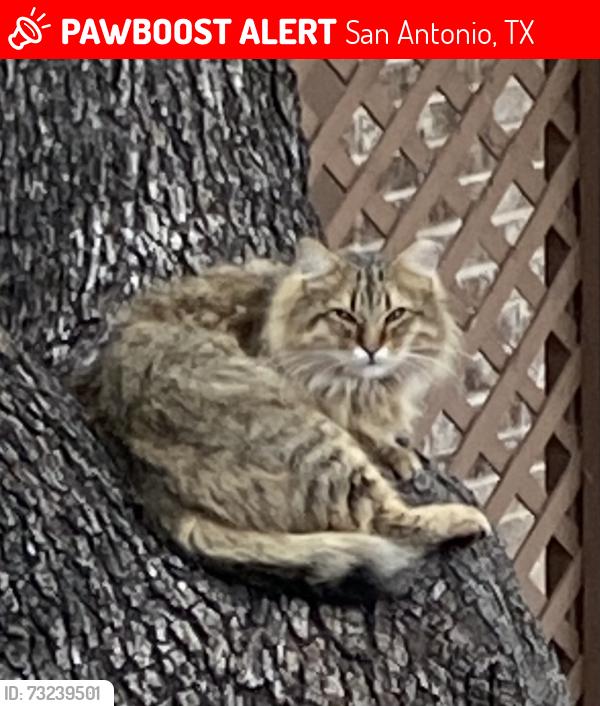 Lost Male Cat last seen Near Wurzbach Rd, San Antonio, TX 78230, San Antonio, TX 78230