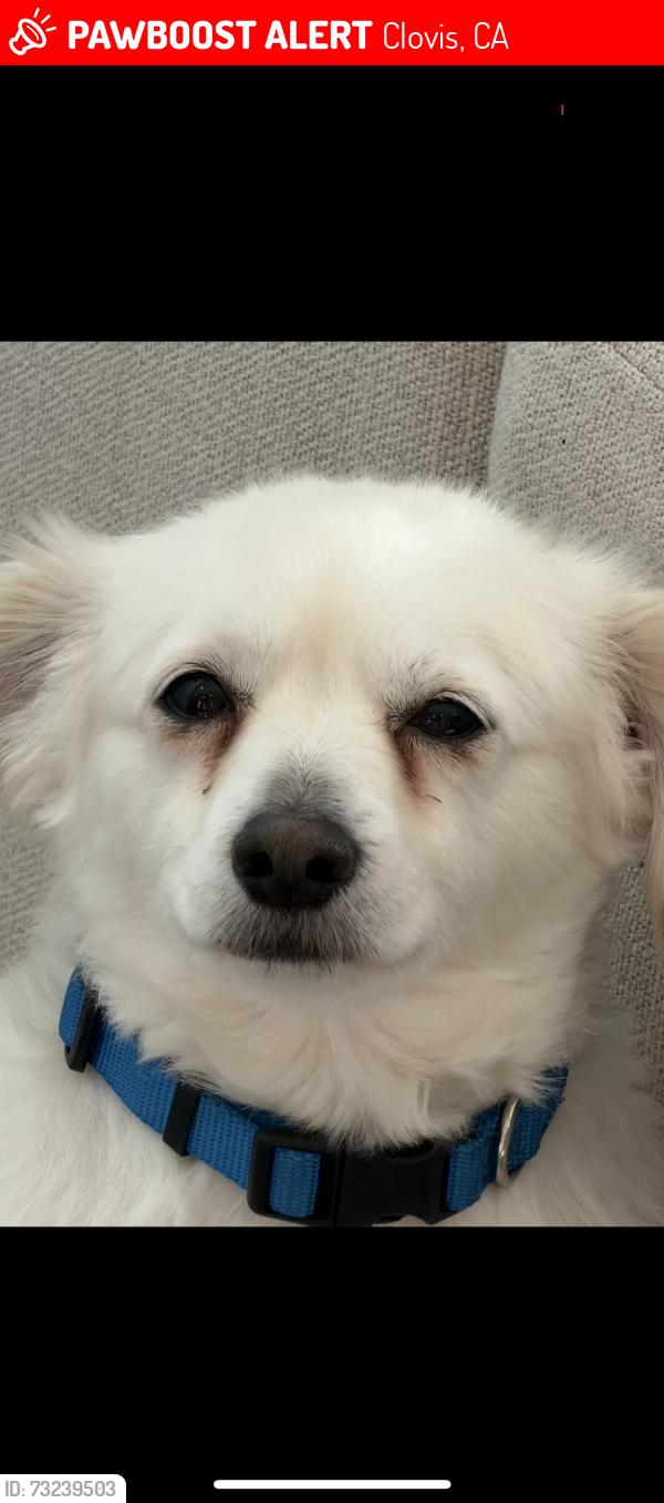 Lost Male Dog last seen Shaw/clovis/ Sierra vista mall area, Clovis, CA 93612