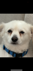 Lost Male Dog last seen Shaw/clovis/ Sierra vista mall area, Clovis, CA 93612