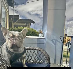 Lost Male Dog last seen 102nd and Sunnyside, Oakland, CA 94612