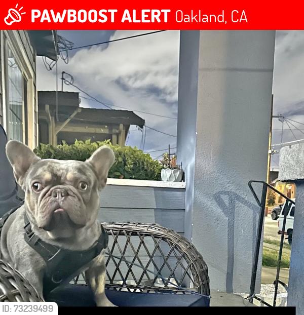 Lost Male Dog last seen 102nd and Sunnyside, Oakland, CA 94612