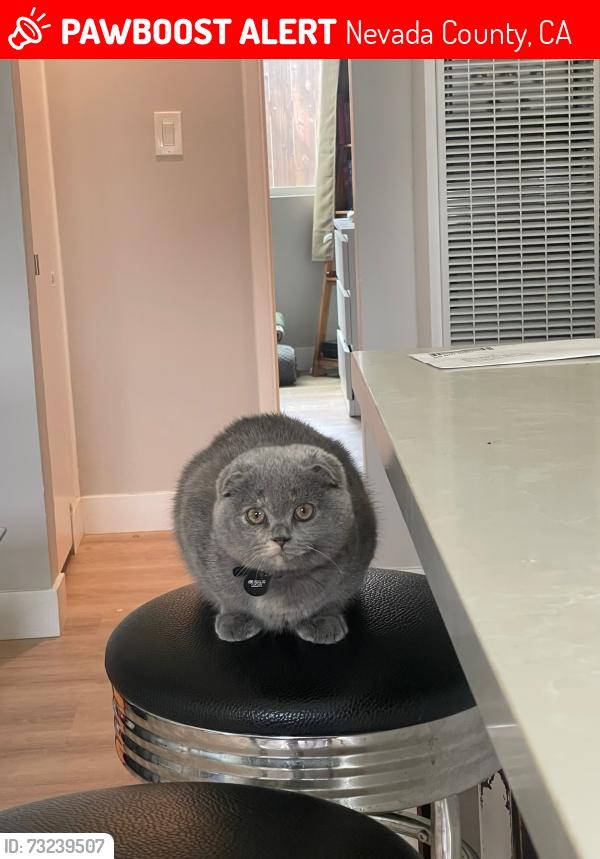Lost Female Cat last seen Near pioneer way, Nevada County, CA 95949