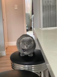 Lost Female Cat last seen Near pioneer way, Nevada County, CA 95949