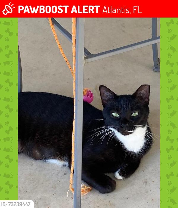 Lost Female Cat last seen Atlantis, Atlantis, FL 33462
