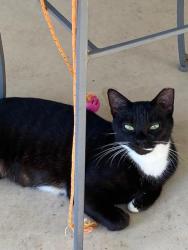 Lost Female Cat last seen Atlantis, Atlantis, FL 33462