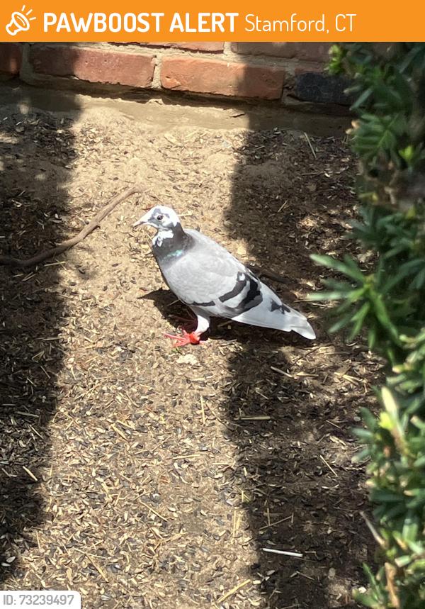 Found/Stray Unknown Bird last seen Oakdale Rd, Stamford, CT 06906