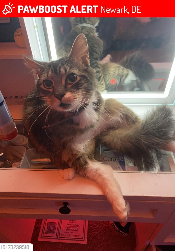 Lost Male Cat last seen Harmony hills near train tracks by Rutherford, Newark, DE 19711