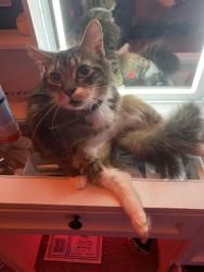 Lost Male Cat last seen Harmony hills near train tracks by Rutherford, Newark, DE 19711