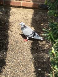 Found/Stray Unknown Bird last seen Oakdale Rd, Stamford, CT 06906