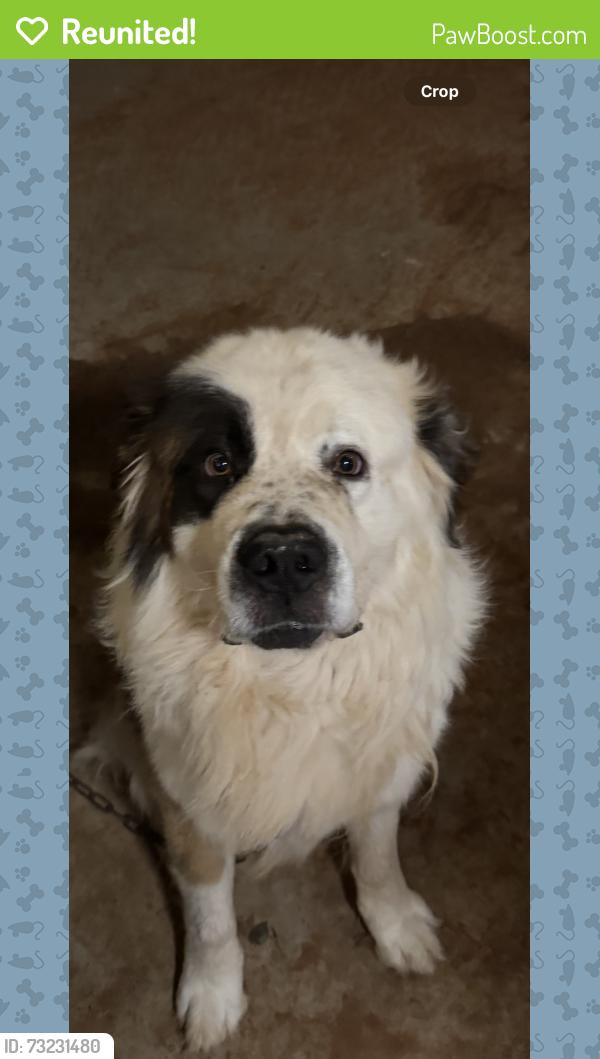 Reunited Male Dog last seen Brunson avenue, carlton st, Midland, TX 79701
