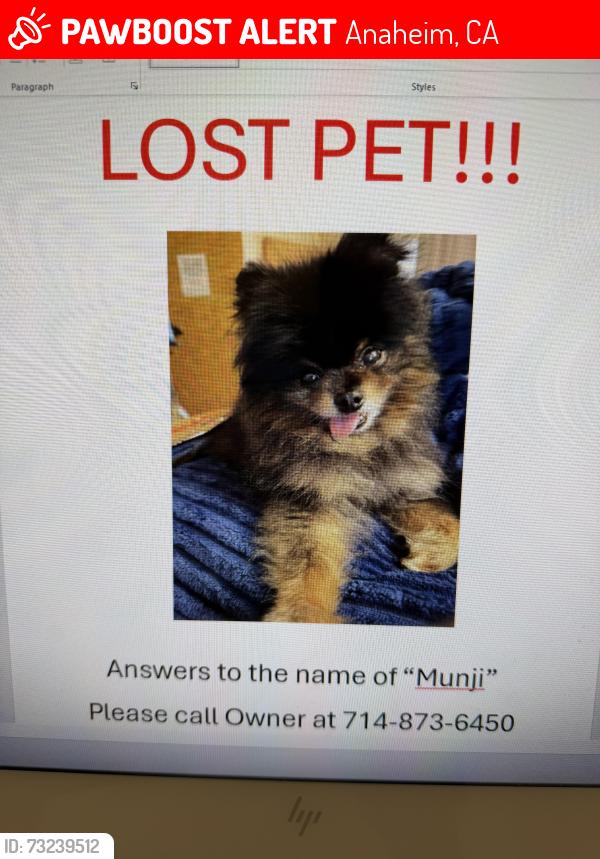 Lost Male Dog last seen Katella and Euclid, Anaheim, CA 92802