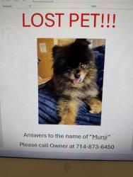Lost Male Dog last seen Katella and Euclid, Anaheim, CA 92802