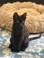 Reunited Male Cat last seen 28th St and Landis, San Diego, CA 92104